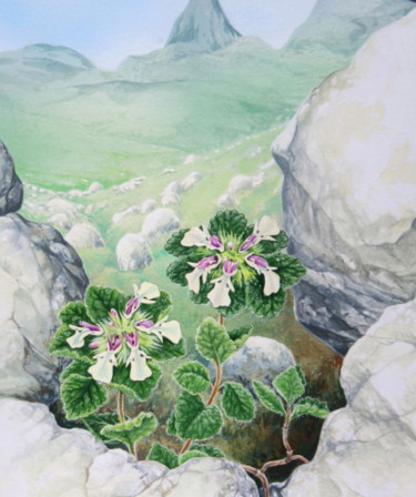 Malarstwo zatytułowany „Flore des Pyrénées…” autorstwa Bernard Domange, Oryginalna praca, Akryl