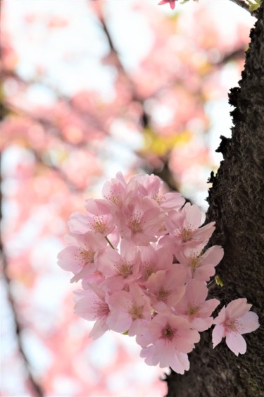 Photographie intitulée "les cerisiers sont…" par Bernard Levy, Œuvre d'art originale, Photographie numérique