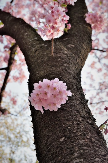 Photography titled "les cerisiers sont…" by Bernard Levy, Original Artwork, Digital Photography
