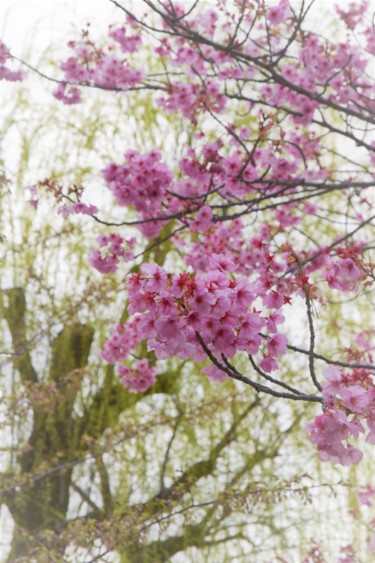 Photographie intitulée "les cerisiers sont…" par Bernard Levy, Œuvre d'art originale, Photographie numérique