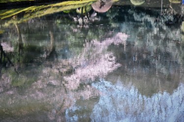 Фотография под названием "les cerisiers sont…" - Bernard Levy, Подлинное произведение искусства, Цифровая фотография