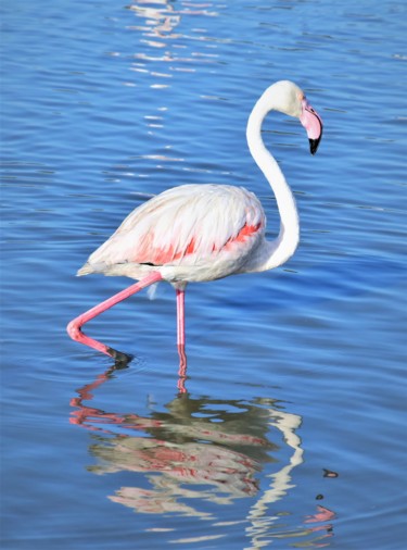 Photography titled "flamingo ll" by Bernard Levy, Original Artwork, Digital Photography