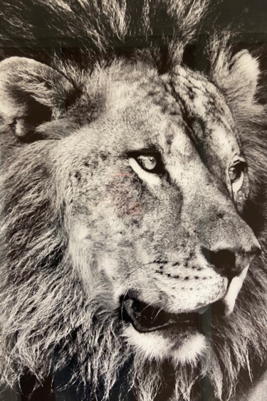 Photographie intitulée "LE LION" par Bernard Schembri, Œuvre d'art originale, Photographie numérique