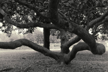 Photographie intitulée "Magnolia, Park Chav…" par Bernard Liotier, Œuvre d'art originale