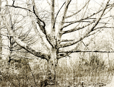 Photographie intitulée "Quercus rubra N0472…" par Bernard Liotier, Œuvre d'art originale