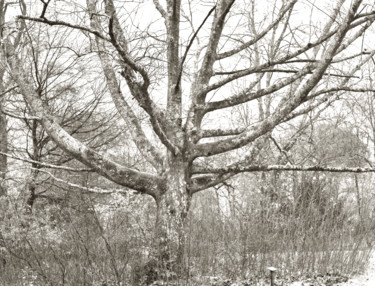 Fotografie mit dem Titel "Quercus rubra N0472…" von Bernard Liotier, Original-Kunstwerk