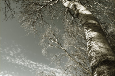 Fotografia intitolato "Tree sky & clouds N…" da Bernard Liotier, Opera d'arte originale