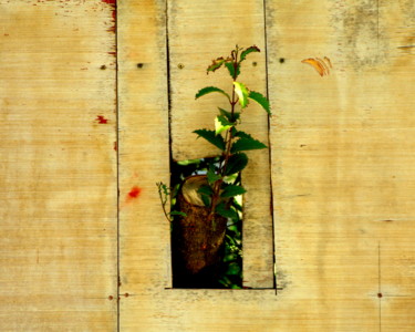 Photographie intitulée "l'espoir renait.(bu…" par Bernard Vergier, Œuvre d'art originale