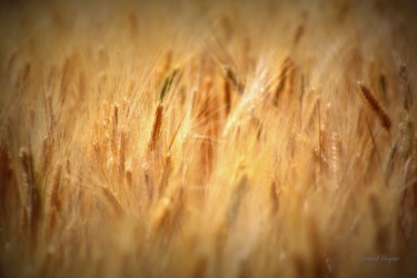 Photographie intitulée "du blé à outrance.(…" par Bernard Vergier, Œuvre d'art originale