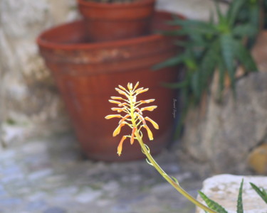 Photography titled "pousser hors du pot…" by Bernard Vergier, Original Artwork