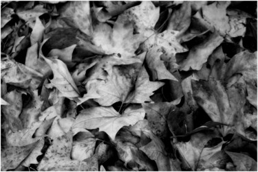 Photographie intitulée "les feuilles mortes…" par Bernard Vergier, Œuvre d'art originale