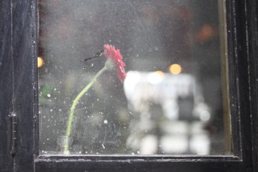 Photographie intitulée "fleur Amy.(collecti…" par Bernard Vergier, Œuvre d'art originale