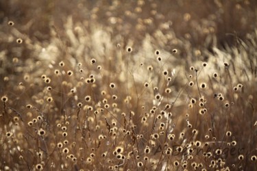 Photography titled "Végétaux et lumière" by Alain Bernegger, Original Artwork