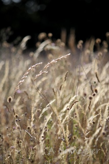 Photography titled "Végétaux et lumière" by Alain Bernegger, Original Artwork