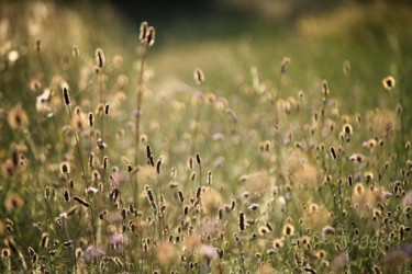 Photography titled "Végétaux et lumière" by Alain Bernegger, Original Artwork