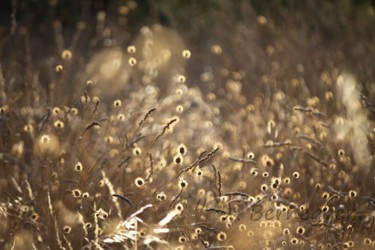 Photography titled "Végétaux et lumière" by Alain Bernegger, Original Artwork