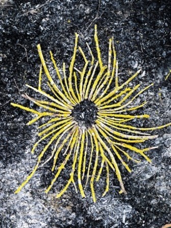 Installation intitulée "Etoile de lichens" par Alain Bernegger, Œuvre d'art originale