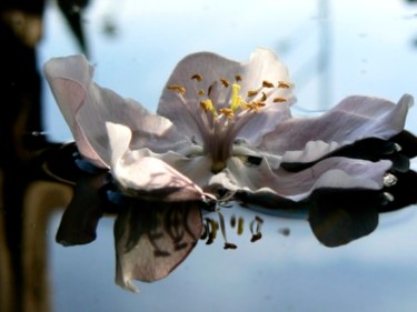 Photographie intitulée "fleur en eau" par Alain Bernegger, Œuvre d'art originale
