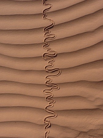 Installation intitulée "Serpent des sables…" par Alain Bernegger, Œuvre d'art originale