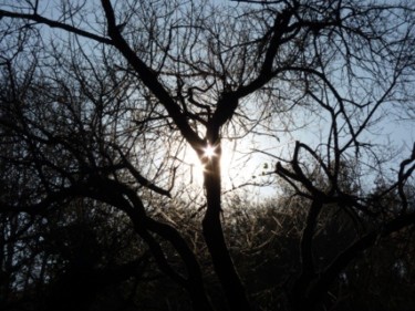 Photographie intitulée "L'arbre lumière" par Alain Bernegger, Œuvre d'art originale