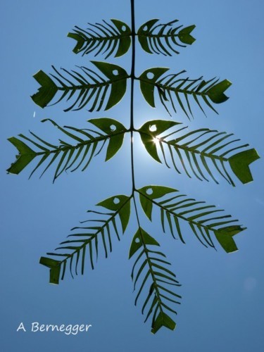Installation intitulée "Poissons feuilles b…" par Alain Bernegger, Œuvre d'art originale