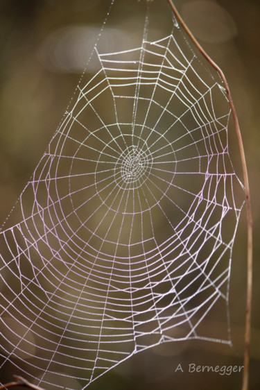 Photographie intitulée "Toile d'araignée" par Alain Bernegger, Œuvre d'art originale