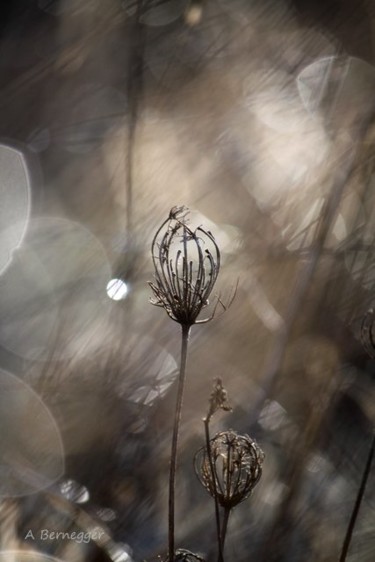 Installation titled "Végétaux et lumière" by Alain Bernegger, Original Artwork