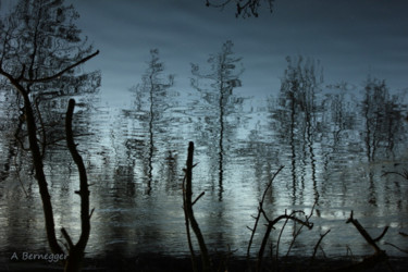 Installation intitulée "Reflet d'arbres" par Alain Bernegger, Œuvre d'art originale
