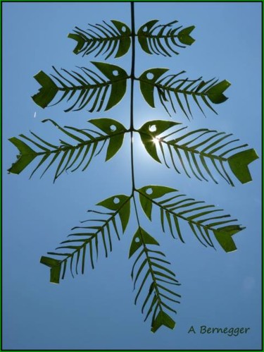 Photography titled "Poissons feuilles" by Alain Bernegger, Original Artwork