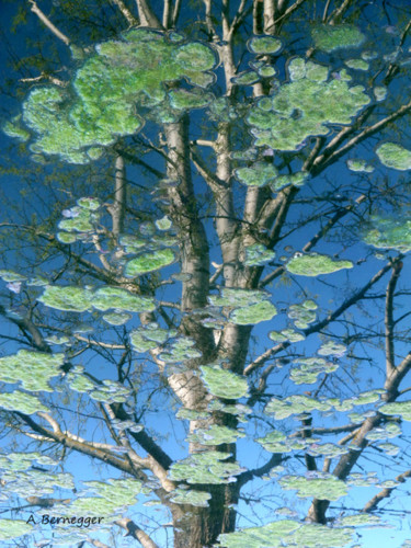 Installation titled "Reflet d'arbre" by Alain Bernegger, Original Artwork