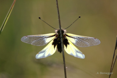 Photographie intitulée "Papillon" par Alain Bernegger, Œuvre d'art originale