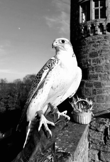 Collagen mit dem Titel "Gyr Falcon…" von Bernie Spielmann, Original-Kunstwerk, Digitale Fotografie
