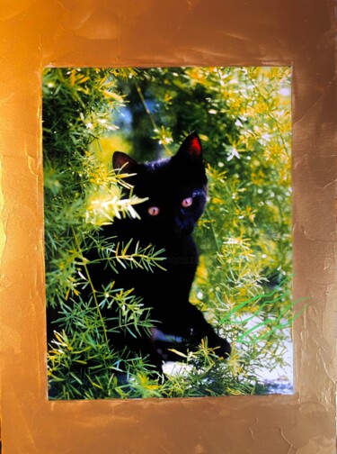 Collages titled "Pussy cat.." by Bernie Spielmann, Original Artwork, Acrylic