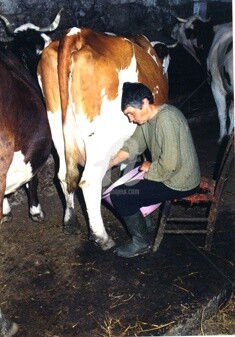 Photographie intitulée "La traite des vaches" par Michel Bettendroffer, Œuvre d'art originale