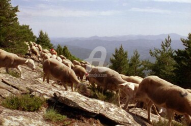 Photographie intitulée "Transhumance des mo…" par Michel Bettendroffer, Œuvre d'art originale