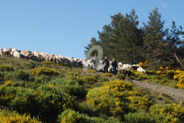 Photographie intitulée "transhumance moutons" par Michel Bettendroffer, Œuvre d'art originale