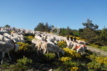 Photography titled "Transhumance des mo…" by Michel Bettendroffer, Original Artwork