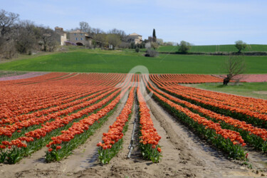 Photographie intitulée "Culture des tulipes…" par Michel Bettendroffer, Œuvre d'art originale
