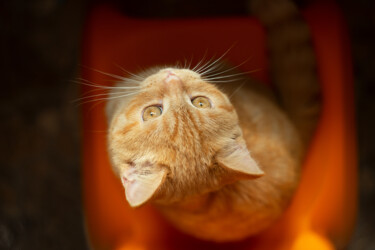 Photographie intitulée "Top view ginger kit…" par Bidzilia, Œuvre d'art originale, Photographie numérique