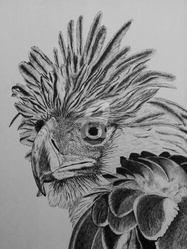 Drawing titled "Bird" by Biju Puthiyapurail, Original Artwork, Ballpoint pen