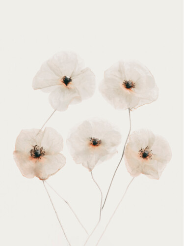 Fotografie mit dem Titel "Beige Poppy Flowers" von Bilge Paksoylu, Original-Kunstwerk, Digitale Fotografie