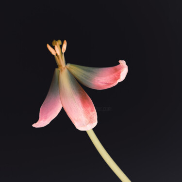 Photography titled "Delicate Flower Pho…" by Bilge Paksoylu, Original Artwork, Digital Photography