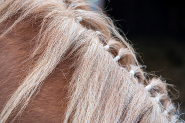 摄影 标题为“Horse Portrait 6” 由Bilge Paksoylu, 原创艺术品, 数码摄影