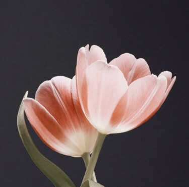 Photographie intitulée "Loving Couple Pink…" par Bilge Paksoylu, Œuvre d'art originale, Photographie numérique