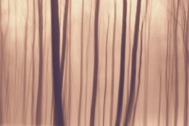 Photography titled "Dreamy Forest Photo…" by Bilge Paksoylu, Original Artwork, Digital Photography