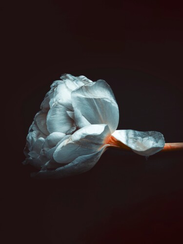 Photographie intitulée "Romantic Delicate W…" par Bilge Paksoylu, Œuvre d'art originale, Photographie numérique