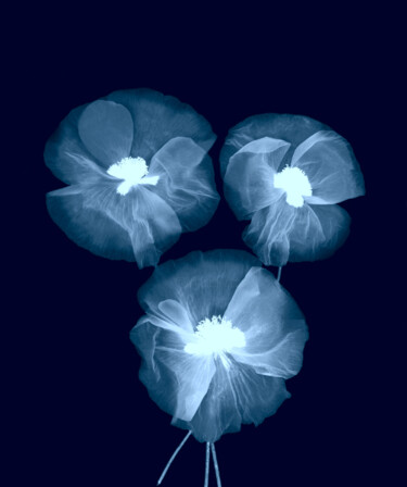 Fotografía titulada "Blue Poppies Photog…" por Bilge Paksoylu, Obra de arte original, Fotografía digital