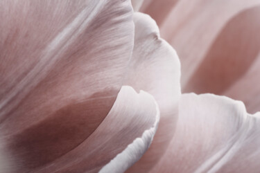 Photographie intitulée "Pink Macro Petals" par Bilge Paksoylu, Œuvre d'art originale, Photographie numérique