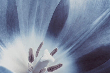 Photography titled "Blue Macro Petals" by Bilge Paksoylu, Original Artwork, Digital Photography