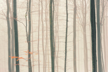 Fotografia intitulada "Dreamy Winter Fores…" por Bilge Paksoylu, Obras de arte originais, Fotografia digital